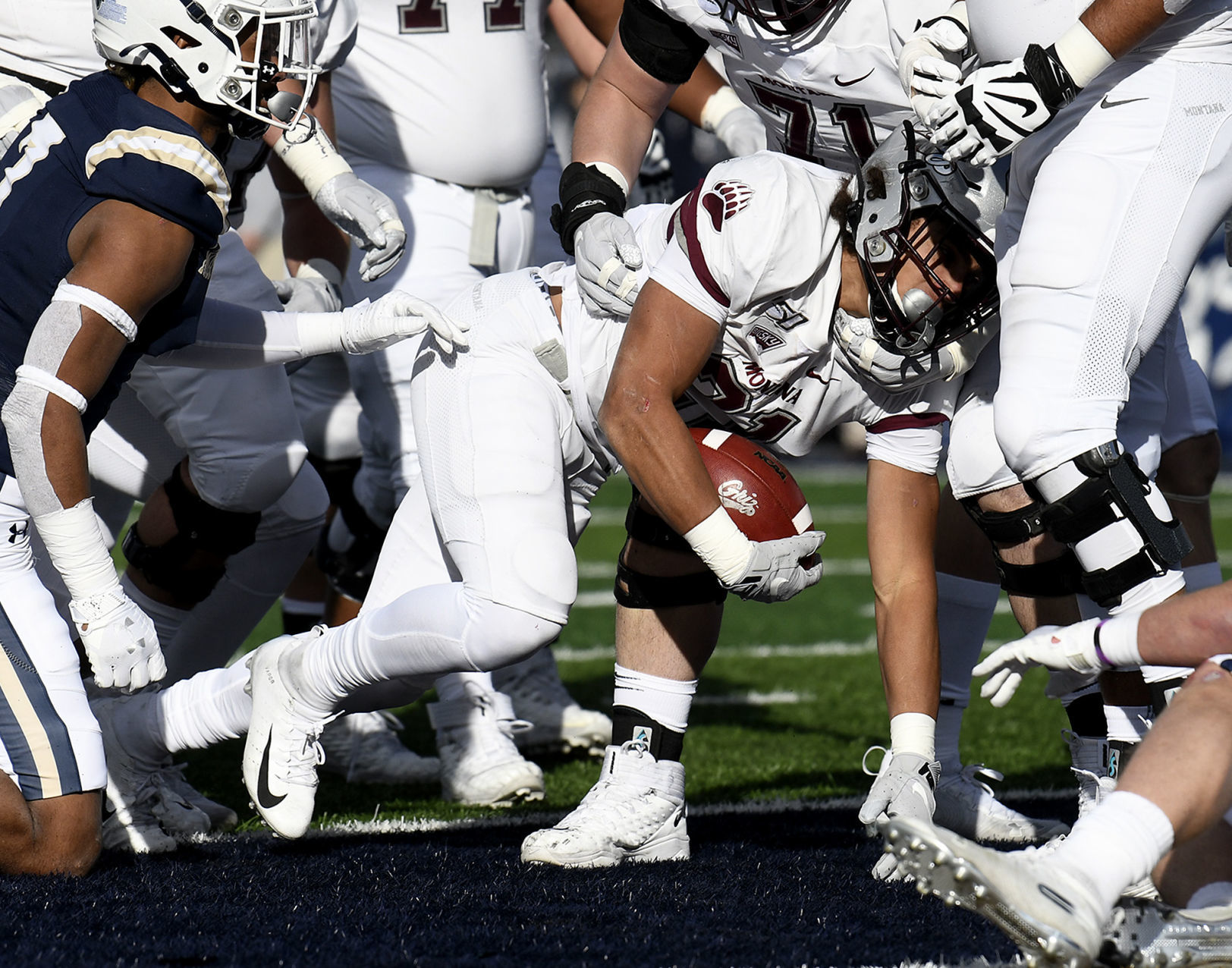 Griz Cat 2019 03.JPG